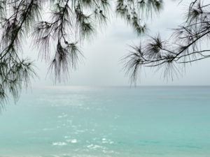 Bimini pine trees frame an afternoon seascape, The Bahamas.