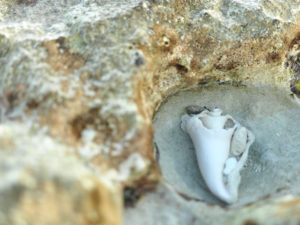 Bimini shells in a small tidal pool, The Bahamas