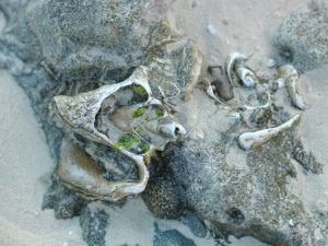 Eroded Caribbean shell and rock layers on Bimini, The Bahamas.