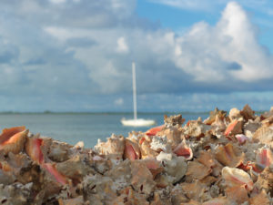 Caribbean conch shell pile on Bimini's bay, The Bahamas.